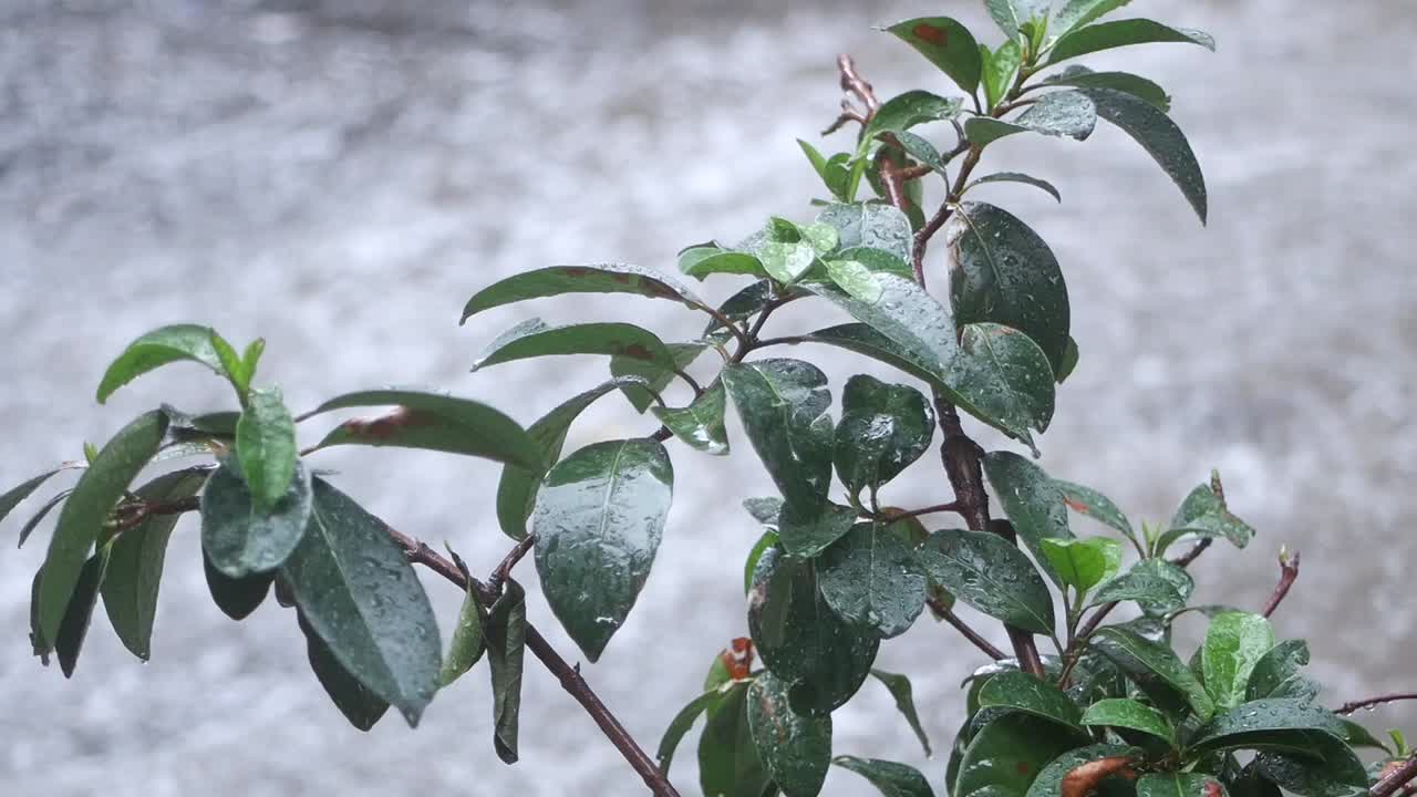 Wet Leaves on a Bush