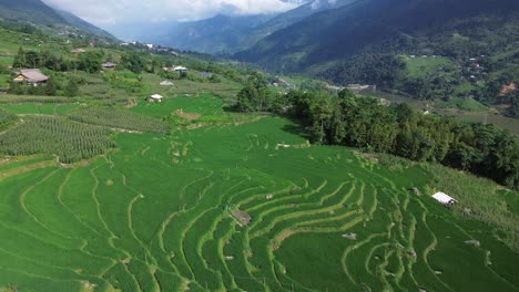 ascending zoom in over lush rice paddies under blue sky in sa pa region.
