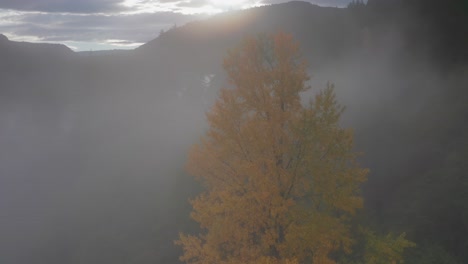 Yellow-tree-canopy-covered-by-morning-ground-fog-reveals-an-impressive-pine-forest-and-morning-scene-in-Washington-State-in-Autumn