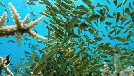 shoal of yellow fishes swimming under the blue sea in ogasawara island in japan