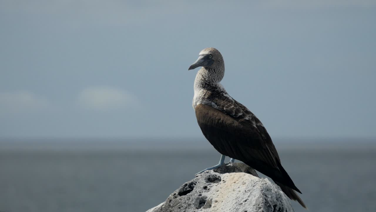 booby de patas azules en la cima de una roca en las islas galalagos
