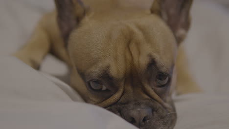 Französische-Bulldogge-Nahaufnahme-Seiner-Großen-Offenen-Augen