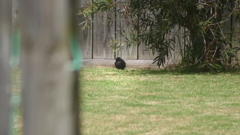 Mirlo-Común-Acicalándose-Sus-Plumas-Sentado-En-La-Hierba-En-El-Jardín-Durante-El-Día-Caliente-Australia-Maffra-Gippsland-Victoria-Cámara-Lenta