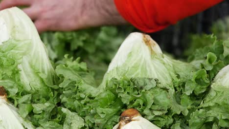 fresh lettuce at a farmers market