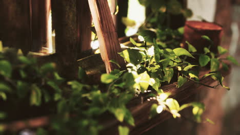 ruined abandoned overgrown by plants interior