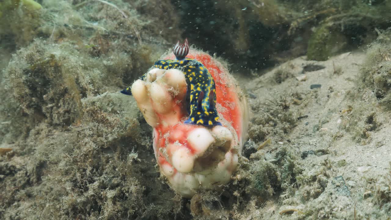 바다의 nudibranch hypseldoris 종은 활기찬 색의 부드러운 스폰지 위로 움직입니다.