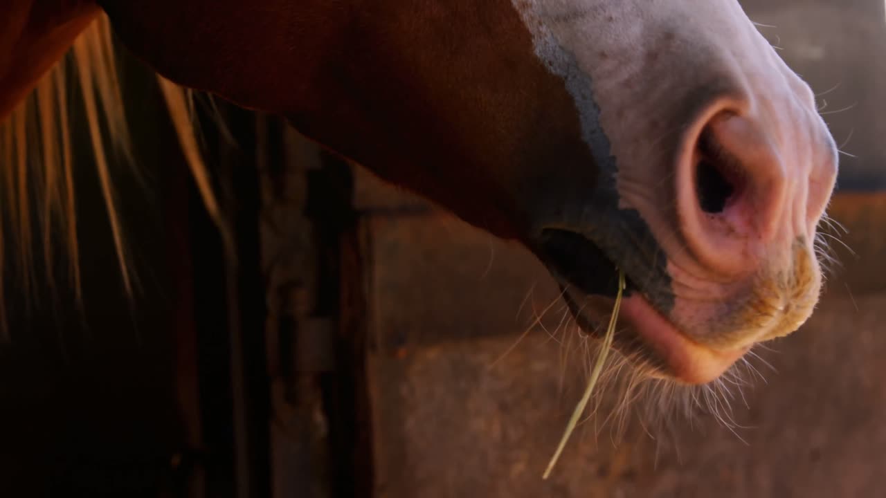 Primo piano di un cavallo al pascolo 4k