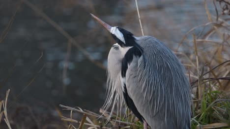 a heron remains still beside a lake.