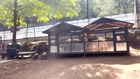 dogs in enclosures at a zoo or park