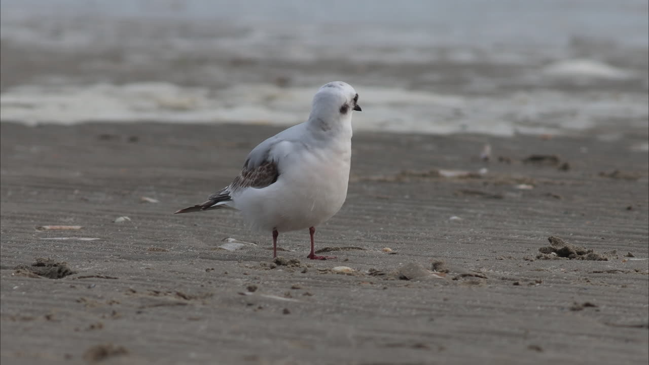 A juvenile Ross's Gull preening on a beach