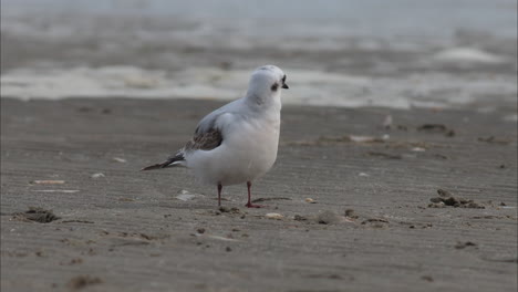 Eine-Junge-Rossmöwe-Putzt-Sich-Am-Strand