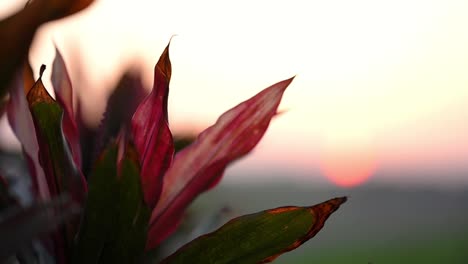 cordyline fruticosa in sunset