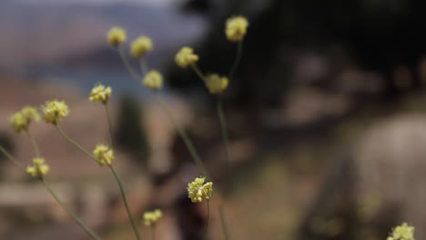 flores que soplan en el viento en el lago isabella kern river