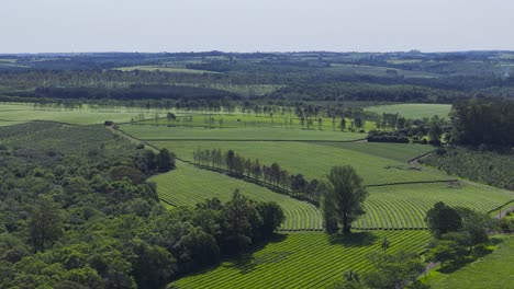 stunning aerial view of huge green fields with tea plantations in misiones, argentina