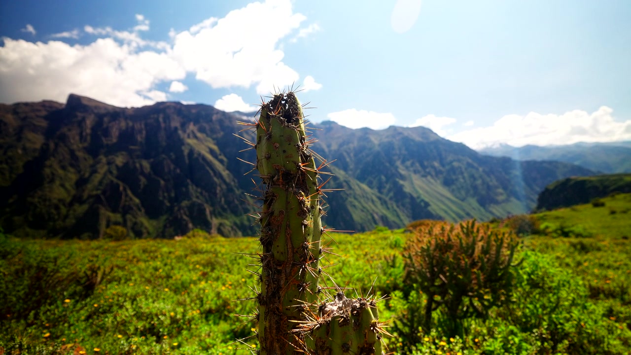 Cây xương rồng ở tiền cảnh trên nền phong cảnh núi non của Hẻm núi Colca ở Peru