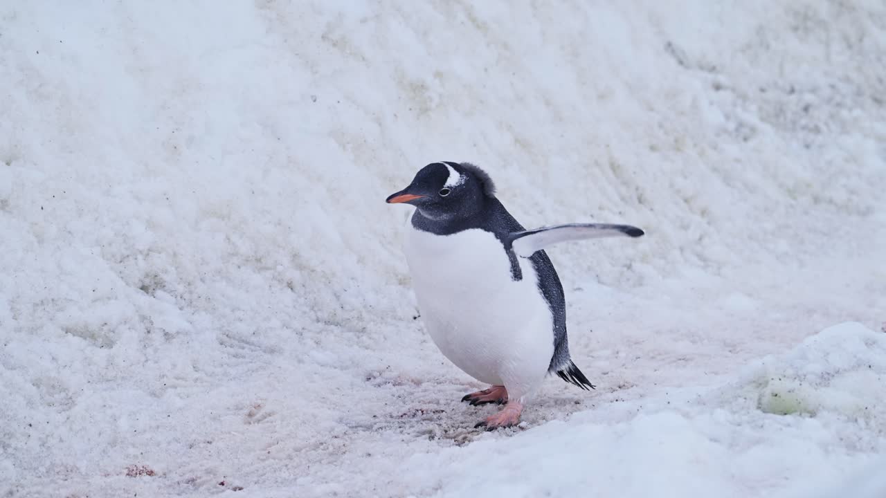 vida silvestre de la antártida, caminando por la autopista de pingüinos en la nieve, pingüinos gentoo en la antártica vida silvestre y animales viaje en la península antártica, bonito tiro de bajo ángulo en un paisaje invernal nevado