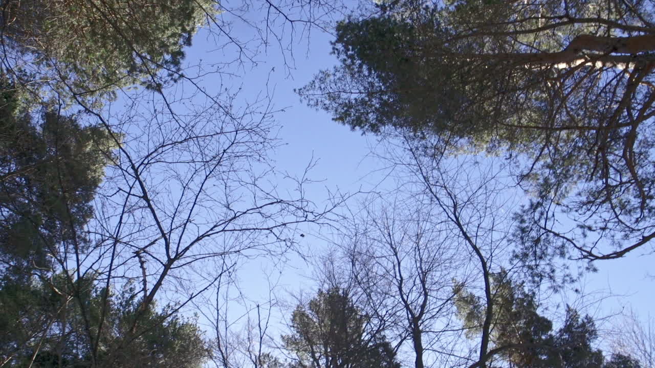 겨울-2 동안 산에 있는 아름답고 눈 덮인 소나무 숲의 영상