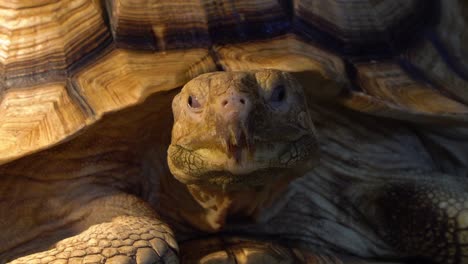 tortuga estimulada africana o el primer plano de la cabeza de tortuga sulcata