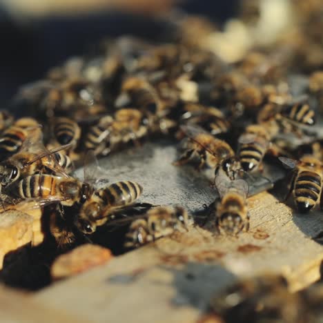 close up view of the working bees on honey cells. working bees on honeycomb. bees on honeycombs
