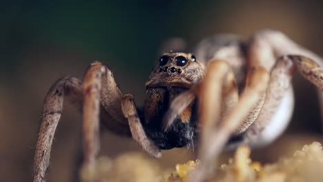 Araña-Lobo-Grande-Limpia-Y-Limpia-Cuidadosamente-Sus-Ojos