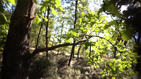 Inside-tree-leaves,-follow-cinematic-camera-movement-against-sun-rays