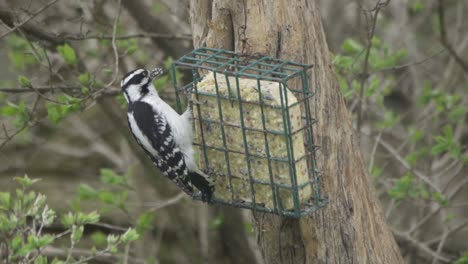 female hairy woodpecker grabbing food from suet feeder and keeping in tree trunk