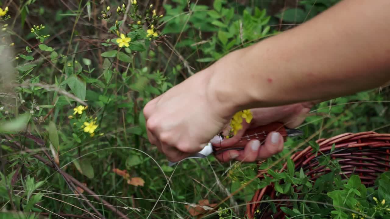 toma de seguimiento de la hierba de san juan manchada que se corta y se coloca en la canasta