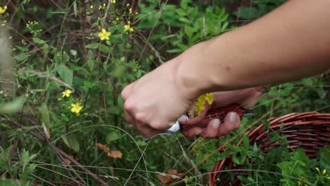 Tracking-shot-of-spotted-St-John’s-wort-being-cut-and-placed-in-basket