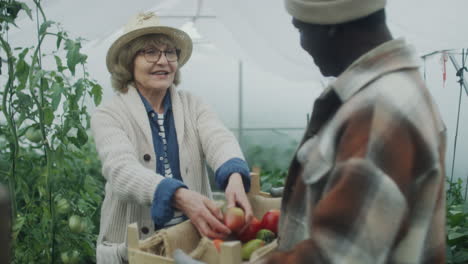 senior couple collecting harvest in greenhouse