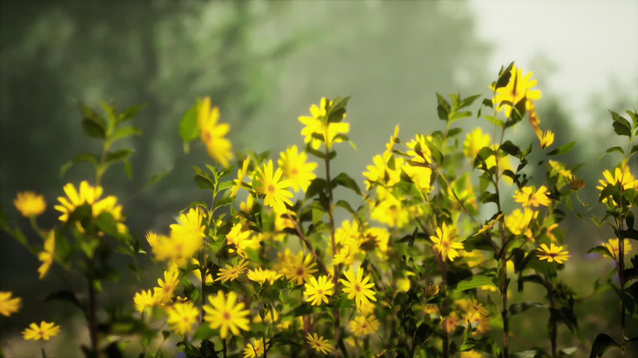 안개가 가득한 초원에서 노란 꽃이 피고