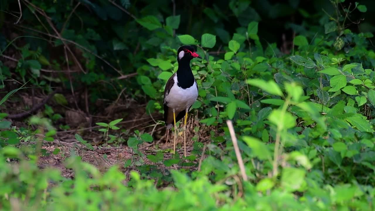 The Red-wattled Lapwing is one of the most common birds of Thailand