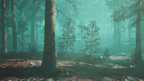 foggy forest with tall trees