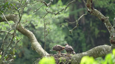 Die-Mutter-Und-Das-Küken,-Die-Heranreifen,-Sind-Javanische-Habichtsadlervögel,-Die-Es-Genießen,-Frisches-Fledermausfleisch-Im-Nest-Zu-Fressen