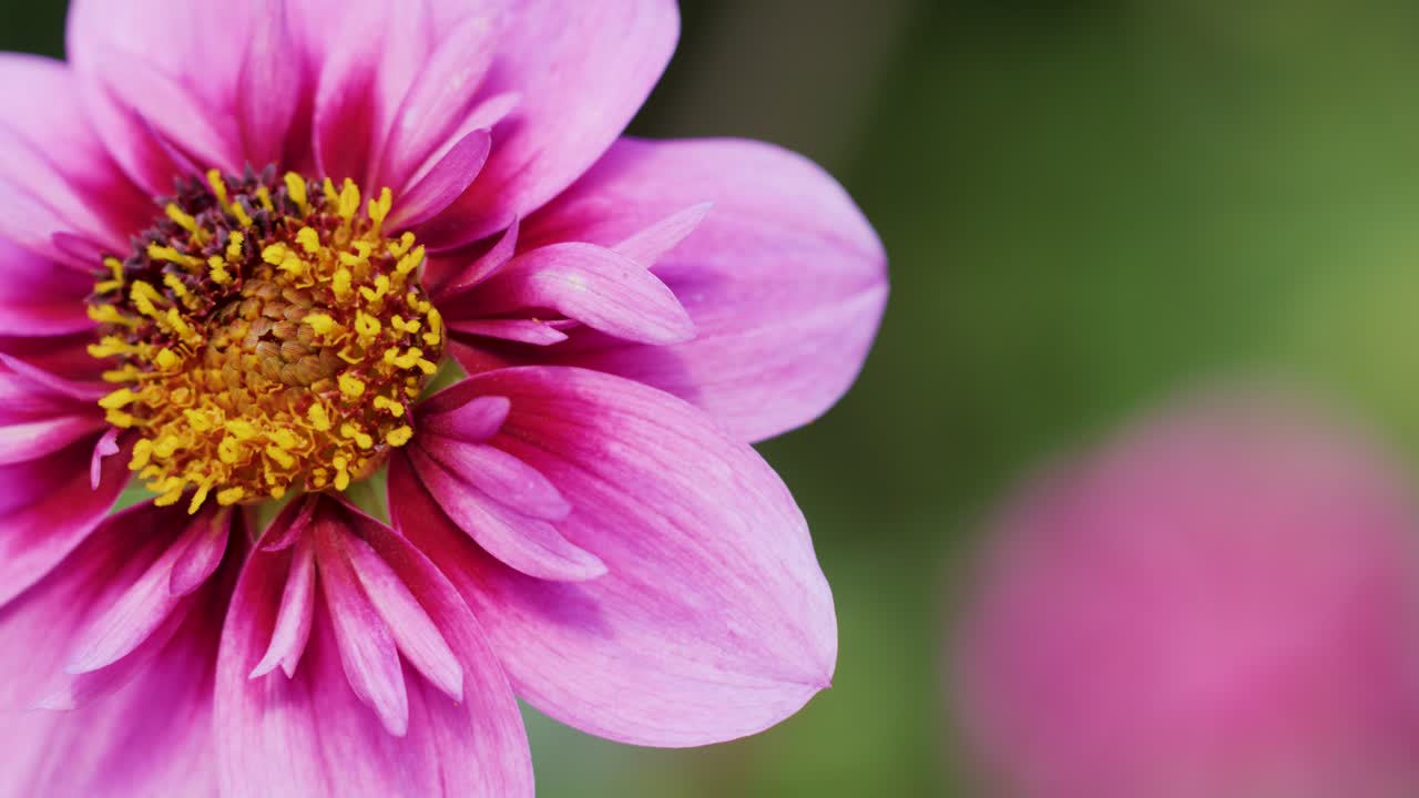 Macro camera pans across vibrant pink flower with yellow center, soft green background, natural daylight