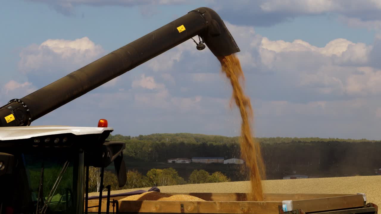 Combine Harvester Loading Grain