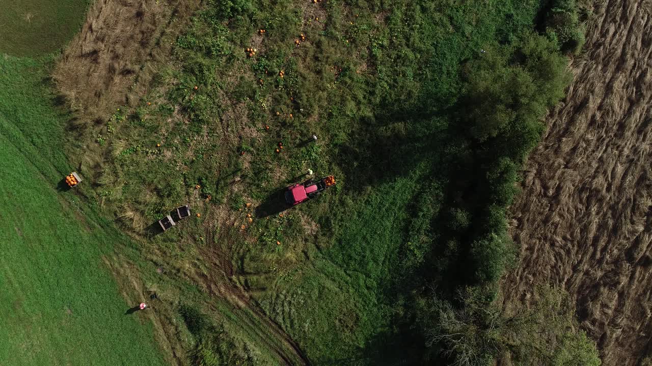 Harvesting Pumpkins in the Field