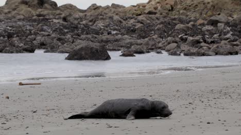 Una-Foca-Recién-Nacida-En-Una-Playa-Con-Rocas-En-El-Fondo