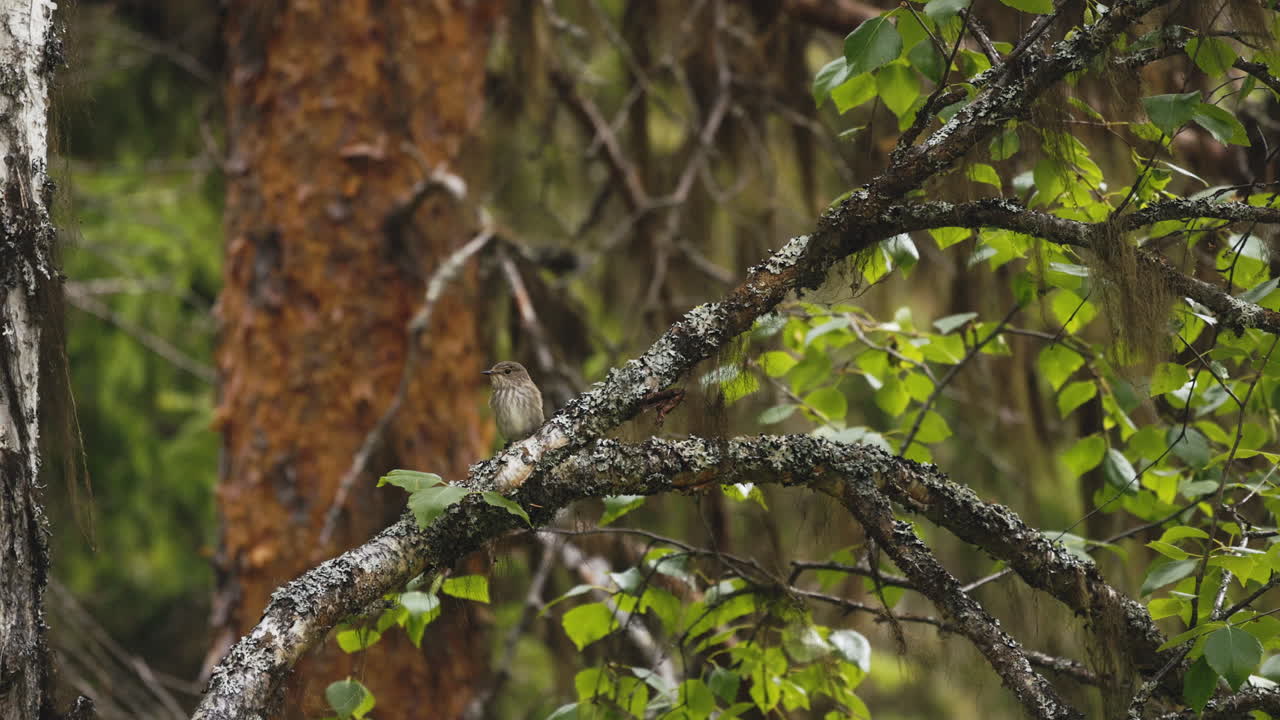 menor whitethroat encaramado en un exuberante bosque de verano sueco