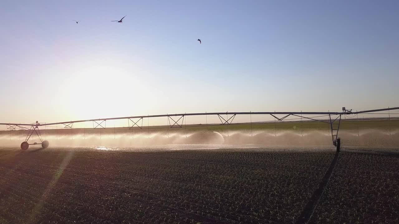 Low evening aerial flight to irrigation pivot in sorghum crop field