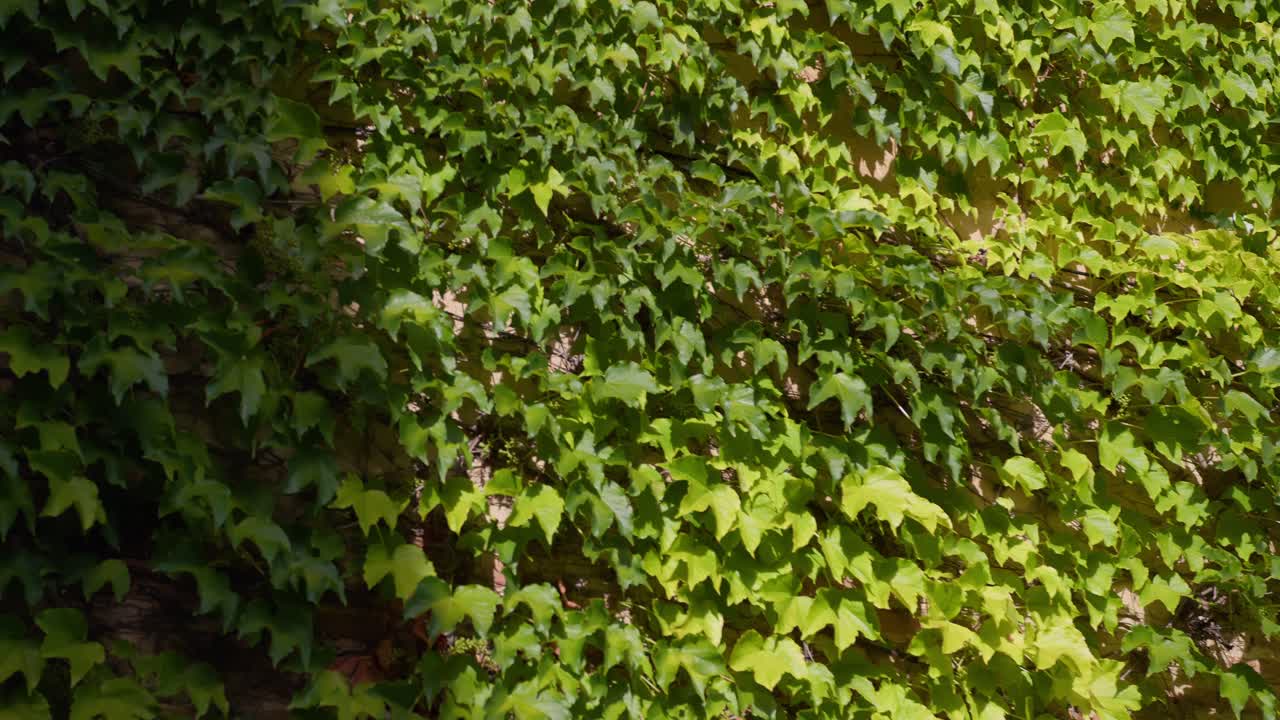 Wide shot of plants swaying in the wind against the wall of a Tuscany villa, glowing in warm summer light.