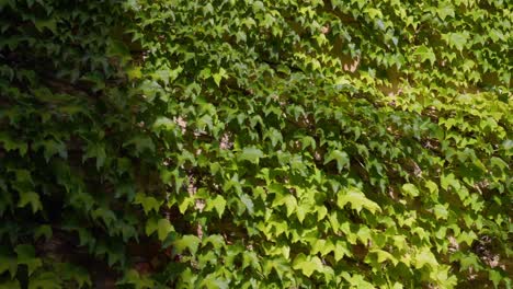 wide shot of plants swaying in the wind against the wall of a tuscany villa, glowing in warm summer light.