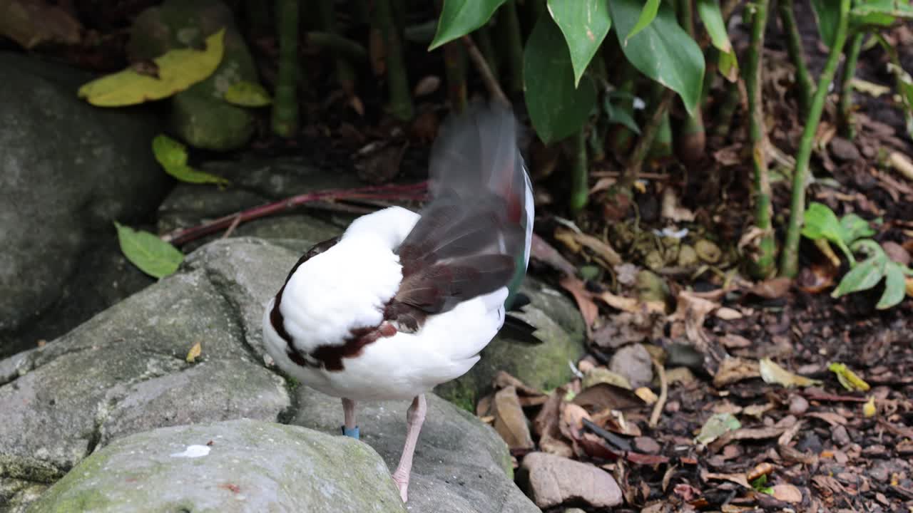 한 오리 가 잎자루 로 둘러싸인 바위 위 에 몸 을 고 있다