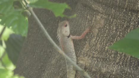 Lagarto-De-Jardín-Indio-En-El-árbol