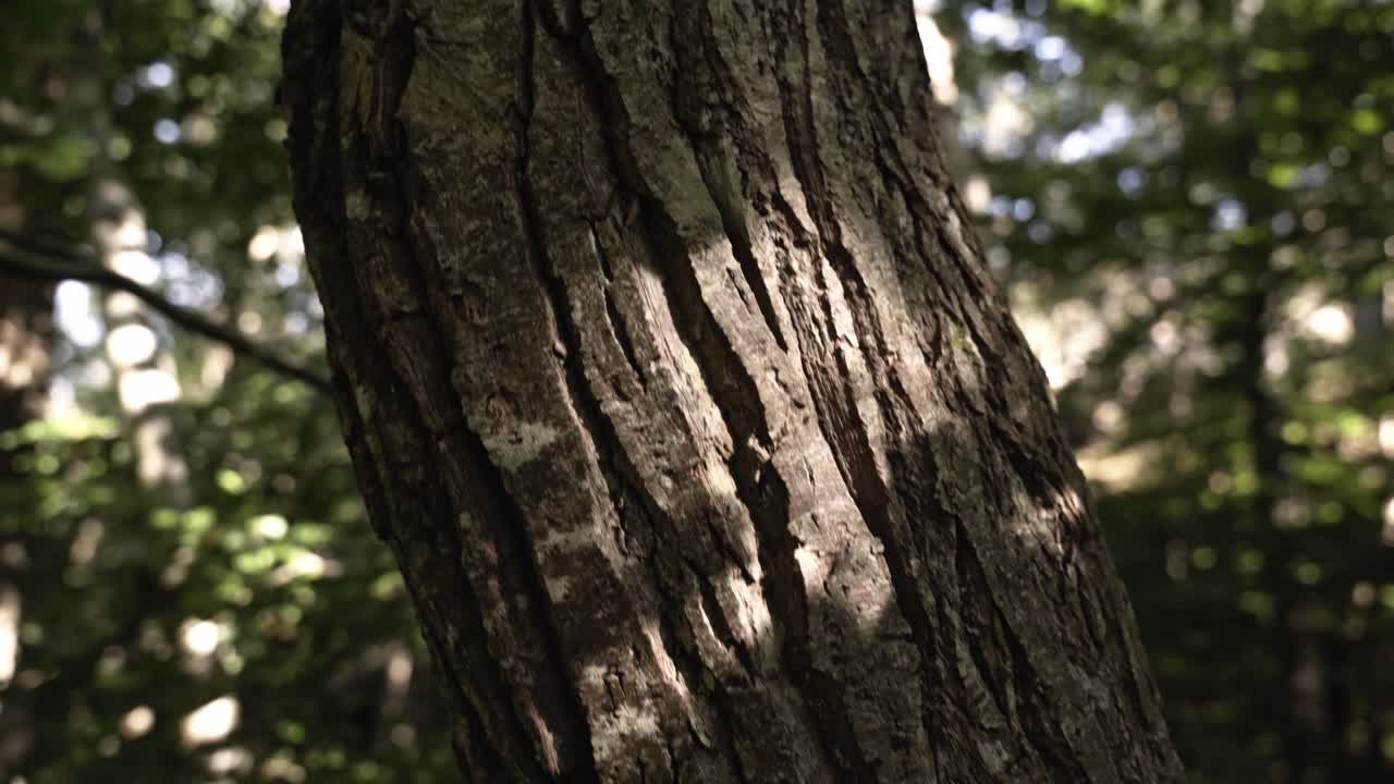 Deep pattern of tree trunk growing in forest, close up tilt up view