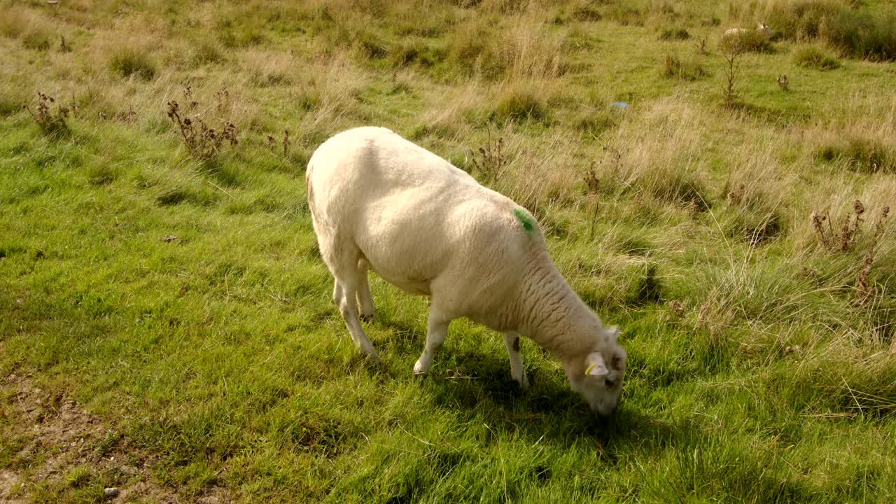 Mid shot of a sheep grazing grass at Carsington water dam from the dam trail