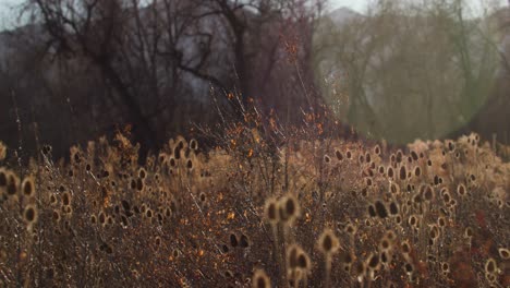 open field of thistle plants along forest in colorado