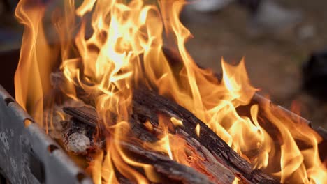 red-hot wood burning in barbecue place in summertime forest.