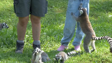 Family-of-sweet-Meerkats-feeding-by-human-outdoors-on-green-meadow-during-sunlight,-close-up