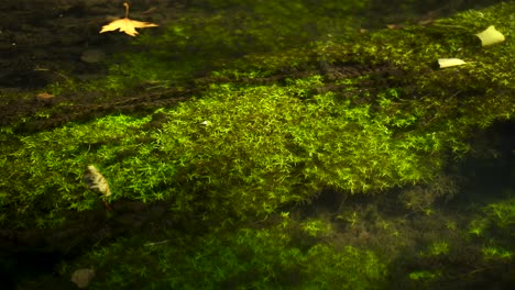 algae waving under clear water streaming with yellow leaves floating at sunshine