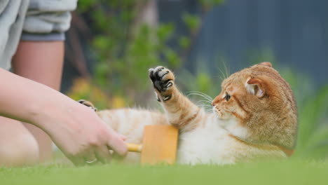 the owner of the pet combs the hair of a ginger cat